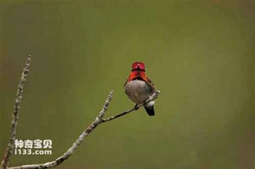 Red-crowned Hummingbird, Phaethornis ruber, Reddish Hermit