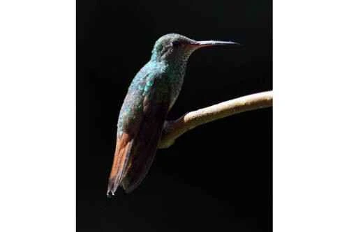 Tapajós Hermit, Phaethornis aethopygus