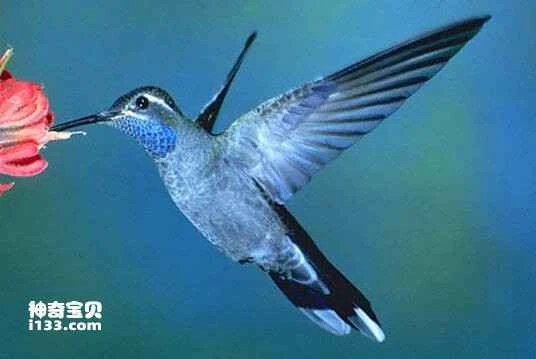 Blue-throated Hummingbird (Lampornis clemenciae)