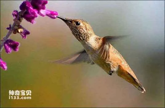 Loja Hummingbird (Amazilia alticola)