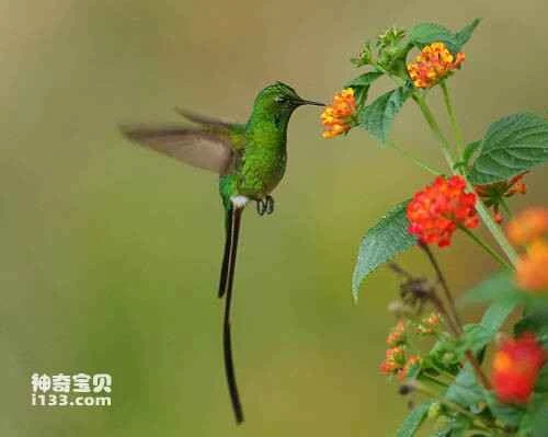 Peruvian Piedtail (Phlogophilus harterti)