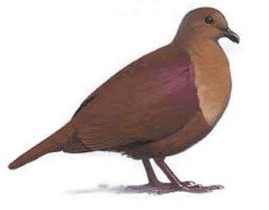 Thick-billed Chicken Dove, Gallicolumba salamonis