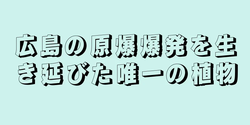 広島の原爆爆発を生き延びた唯一の植物