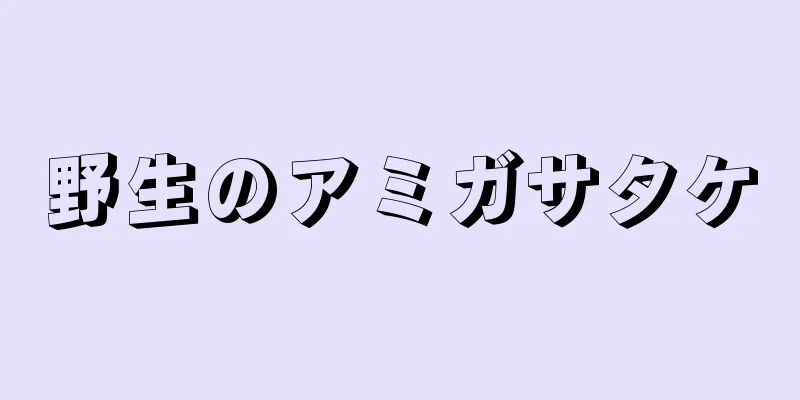 野生のアミガサタケ