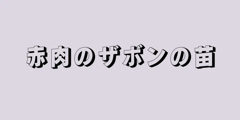 赤肉のザボンの苗