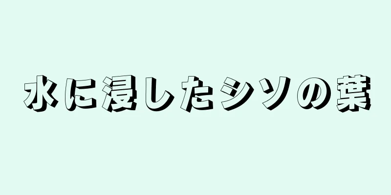 水に浸したシソの葉