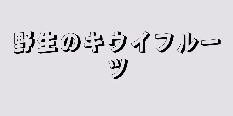 野生のキウイフルーツ