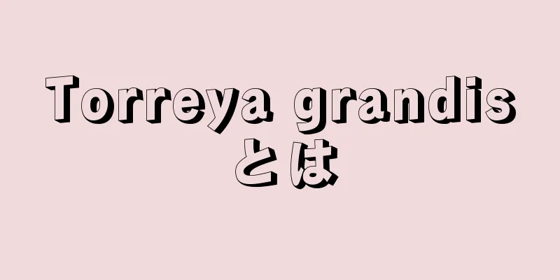 Torreya grandisとは