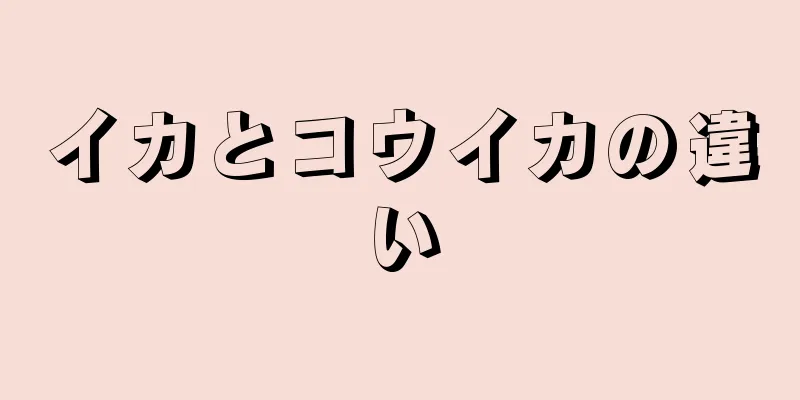 イカとコウイカの違い