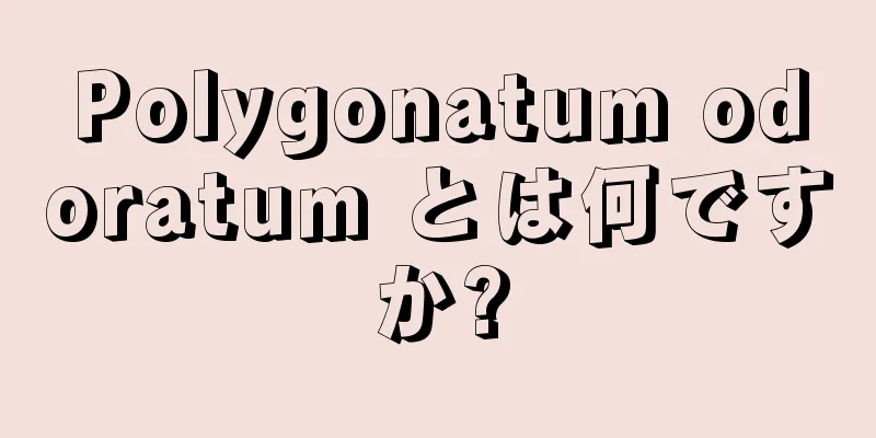 Polygonatum odoratum とは何ですか?