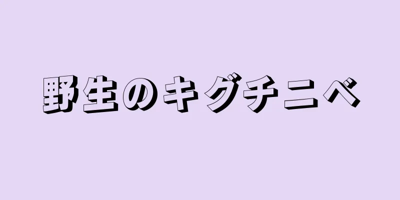 野生のキグチニベ