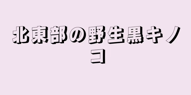 北東部の野生黒キノコ