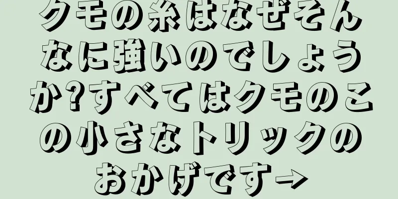 クモの糸はなぜそんなに強いのでしょうか?すべてはクモのこの小さなトリックのおかげです→