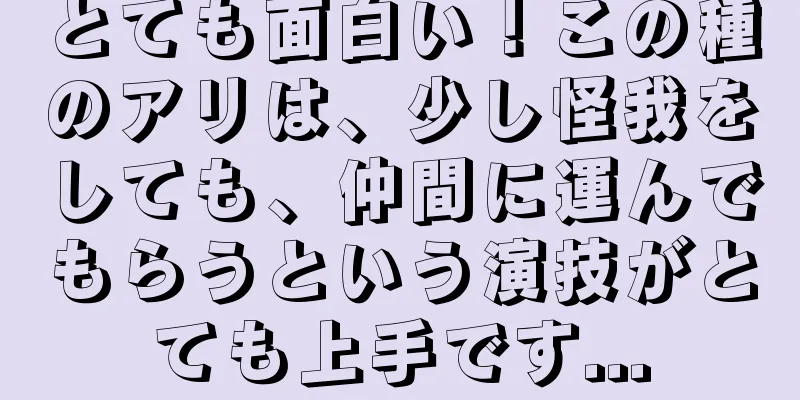 とても面白い！この種のアリは、少し怪我をしても、仲間に運んでもらうという演技がとても上手です...