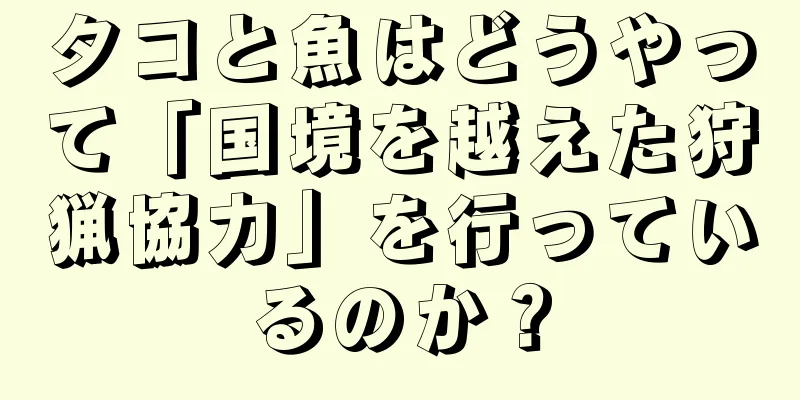 タコと魚はどうやって「国境を越えた狩猟協力」を行っているのか？