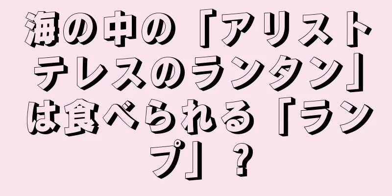 海の中の「アリストテレスのランタン」は食べられる「ランプ」？