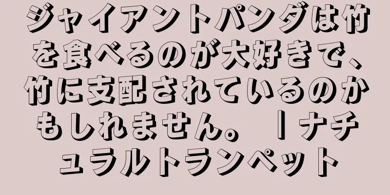 ジャイアントパンダは竹を食べるのが大好きで、竹に支配されているのかもしれません。 ｜ナチュラルトランペット