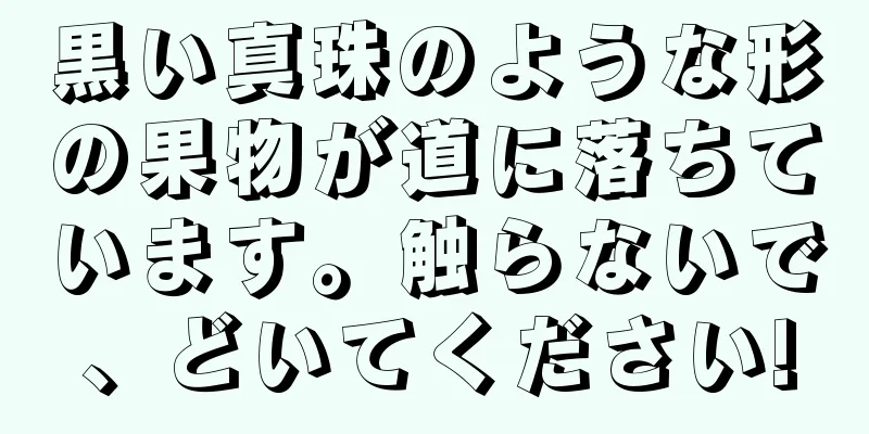 黒い真珠のような形の果物が道に落ちています。触らないで、どいてください!