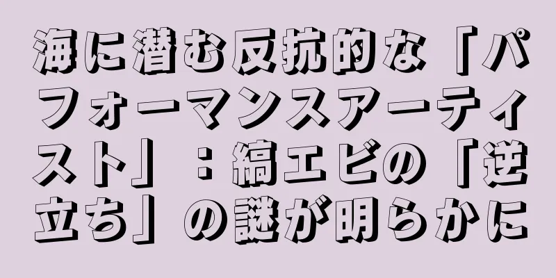 海に潜む反抗的な「パフォーマンスアーティスト」：縞エビの「逆立ち」の謎が明らかに