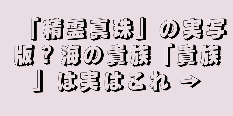 「精霊真珠」の実写版？海の貴族「貴族」は実はこれ →