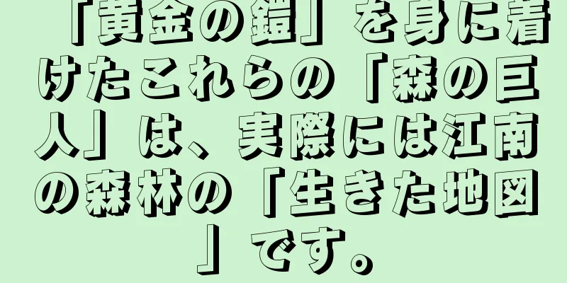 「黄金の鎧」を身に着けたこれらの「森の巨人」は、実際には江南の森林の「生きた地図」です。