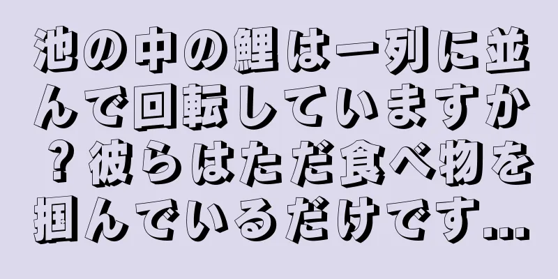 池の中の鯉は一列に並んで回転していますか？彼らはただ食べ物を掴んでいるだけです...