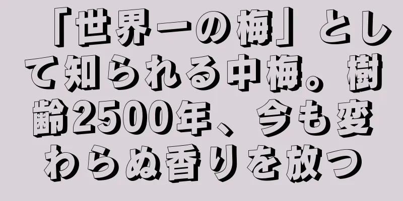 「世界一の梅」として知られる中梅。樹齢2500年、今も変わらぬ香りを放つ