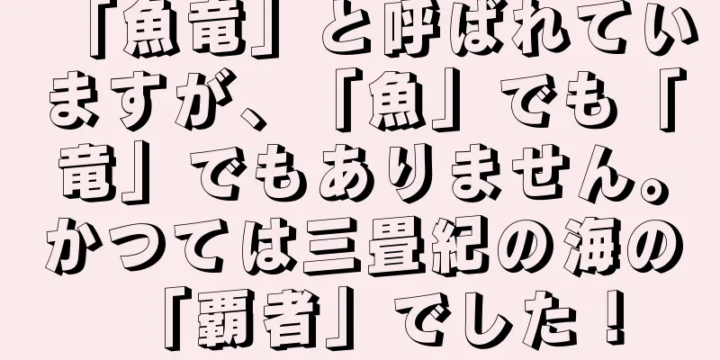 「魚竜」と呼ばれていますが、「魚」でも「竜」でもありません。かつては三畳紀の海の「覇者」でした！