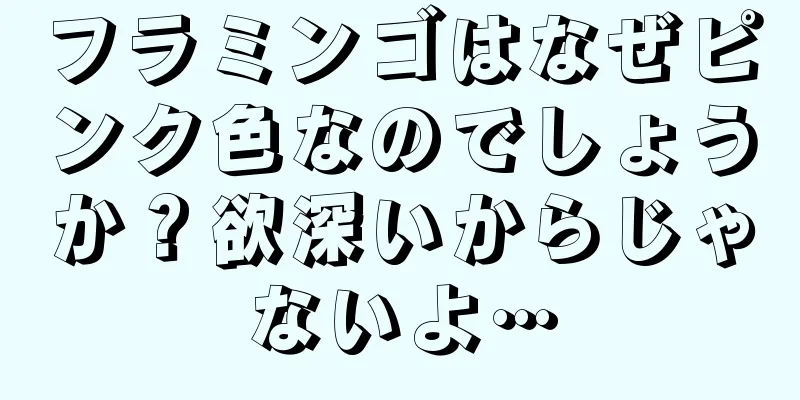フラミンゴはなぜピンク色なのでしょうか？欲深いからじゃないよ…