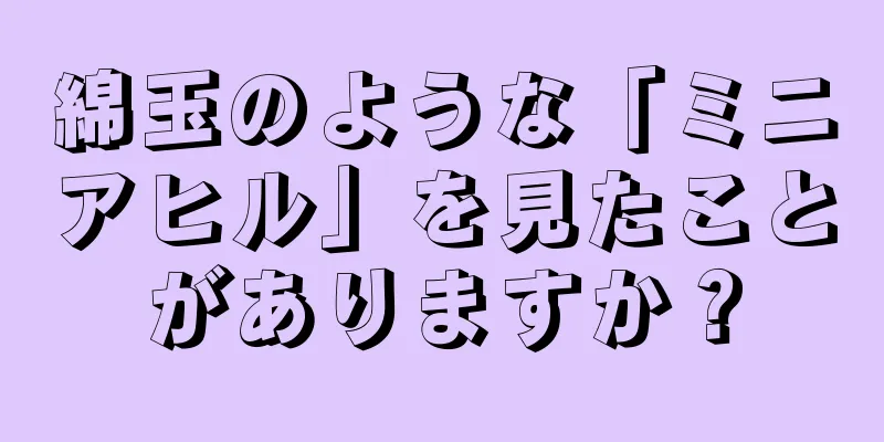 綿玉のような「ミニアヒル」を見たことがありますか？