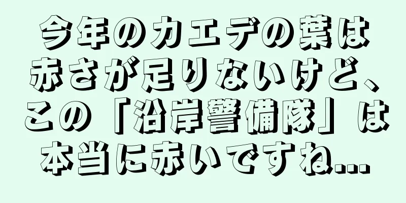 今年のカエデの葉は赤さが足りないけど、この「沿岸警備隊」は本当に赤いですね...