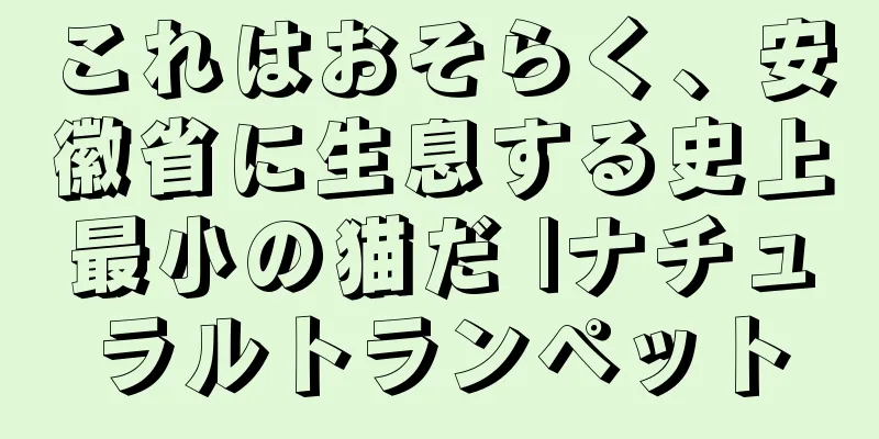 これはおそらく、安徽省に生息する史上最小の猫だ |ナチュラルトランペット