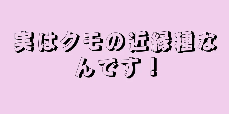 実はクモの近縁種なんです！