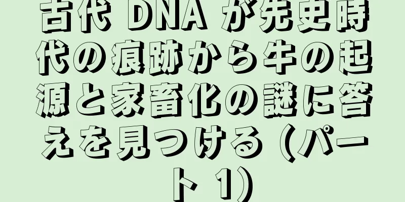 古代 DNA が先史時代の痕跡から牛の起源と家畜化の謎に答えを見つける (パート 1)