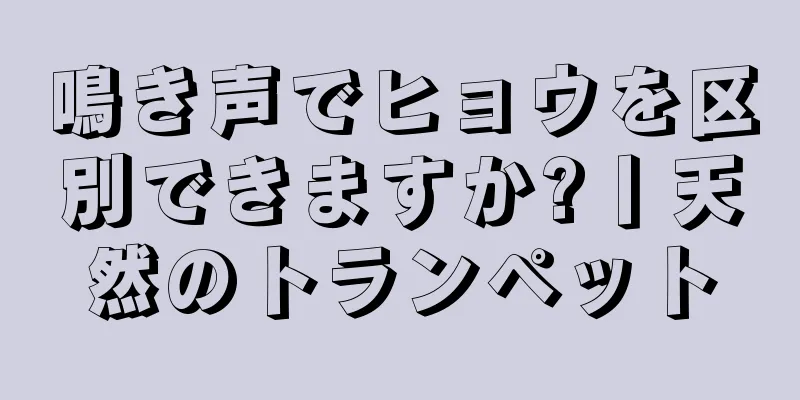 鳴き声でヒョウを区別できますか?丨天然のトランペット
