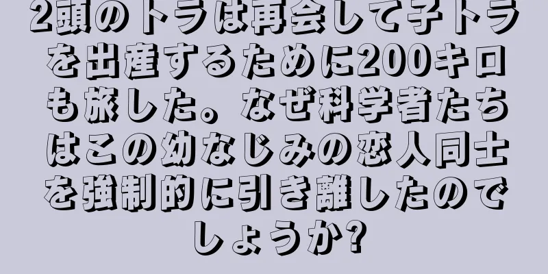 2頭のトラは再会して子トラを出産するために200キロも旅した。なぜ科学者たちはこの幼なじみの恋人同士を強制的に引き離したのでしょうか?