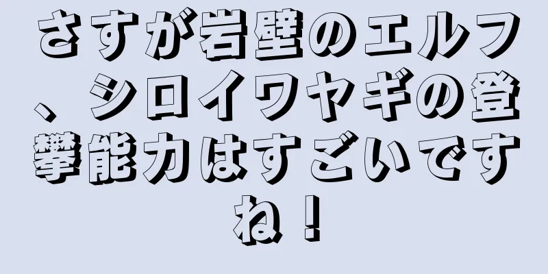 さすが岩壁のエルフ、シロイワヤギの登攀能力はすごいですね！