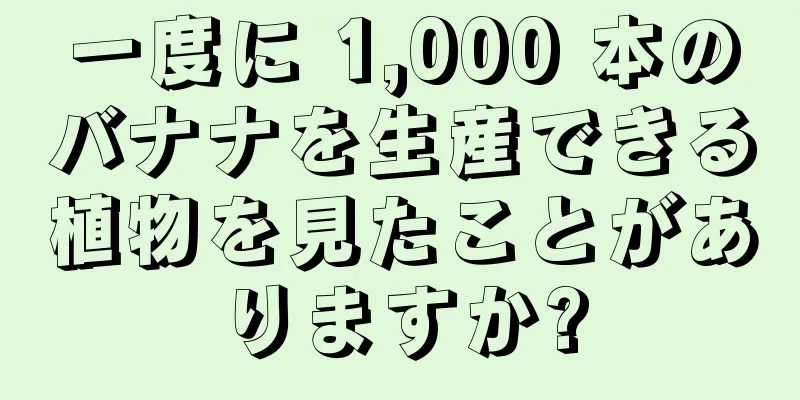 一度に 1,000 本のバナナを生産できる植物を見たことがありますか?