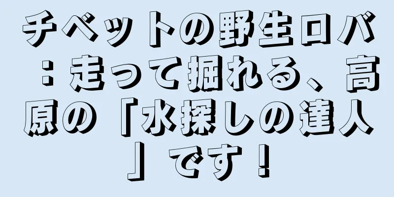 チベットの野生ロバ：走って掘れる、高原の「水探しの達人」です！