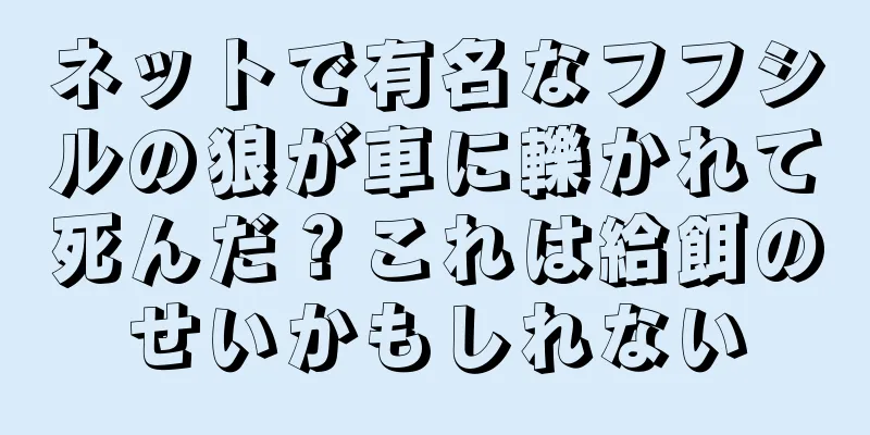 ネットで有名なフフシルの狼が車に轢かれて死んだ？これは給餌のせいかもしれない