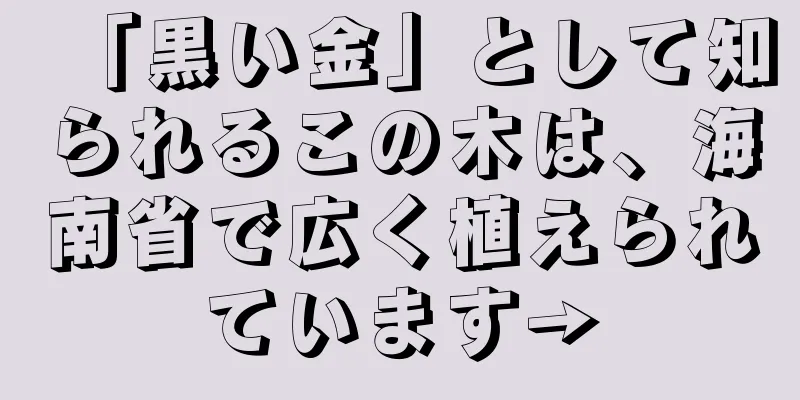 「黒い金」として知られるこの木は、海南省で広く植えられています→