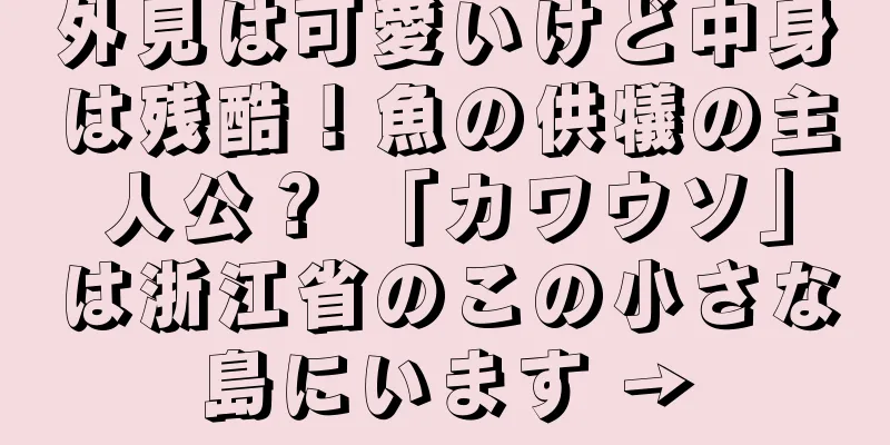 外見は可愛いけど中身は残酷！魚の供犠の主人公？ 「カワウソ」は浙江省のこの小さな島にいます →