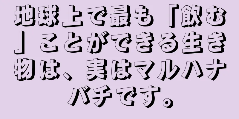 地球上で最も「飲む」ことができる生き物は、実はマルハナバチです。