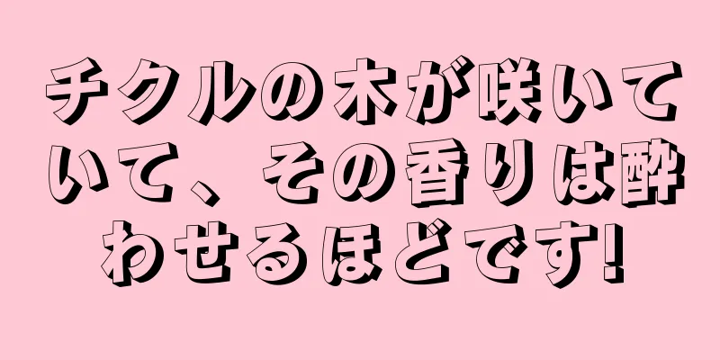 チクルの木が咲いていて、その香りは酔わせるほどです!
