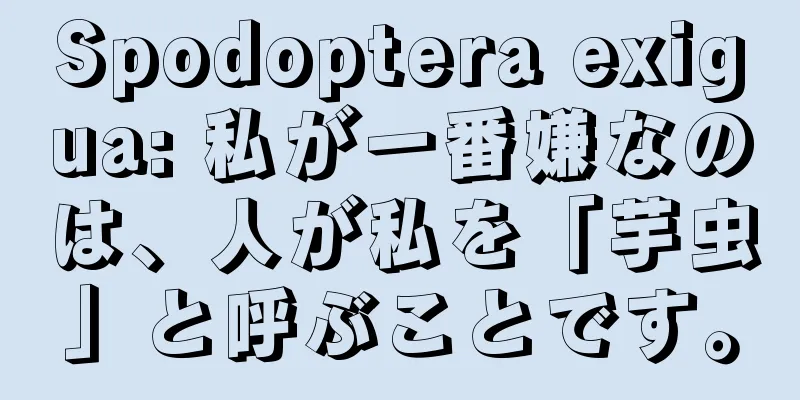 Spodoptera exigua: 私が一番嫌なのは、人が私を「芋虫」と呼ぶことです。