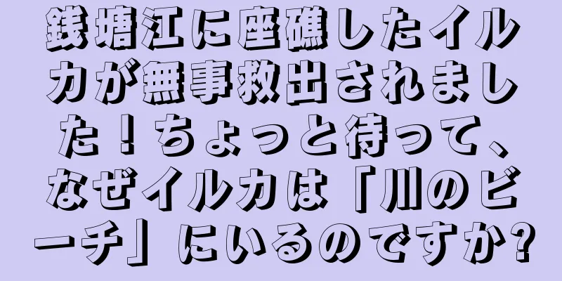 銭塘江に座礁したイルカが無事救出されました！ちょっと待って、なぜイルカは「川のビーチ」にいるのですか?