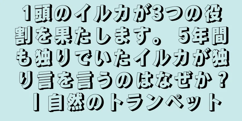 1頭のイルカが3つの役割を果たします。 5年間も独りでいたイルカが独り言を言うのはなぜか？丨自然のトランペット
