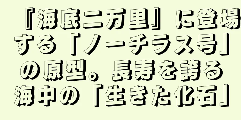 『海底二万里』に登場する「ノーチラス号」の原型。長寿を誇る海中の「生きた化石」