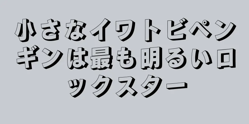 小さなイワトビペンギンは最も明るいロックスター