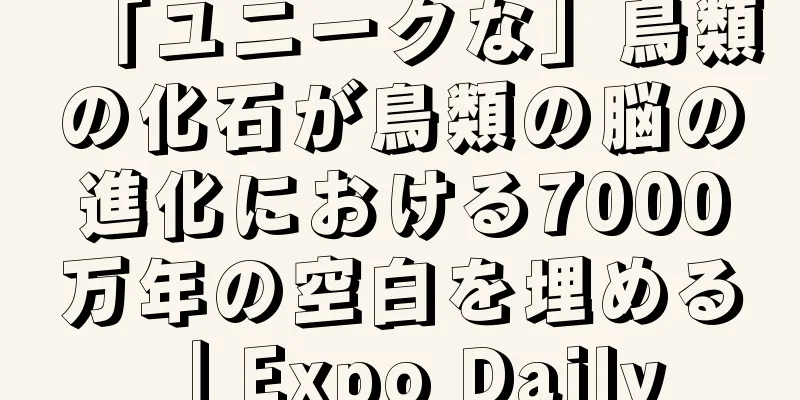 「ユニークな」鳥類の化石が鳥類の脳の進化における7000万年の空白を埋める｜Expo Daily